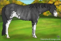 Horse Color:Black Sabino Rabicano 
