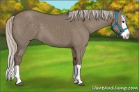 Horse Color:Silver Grullo Splash