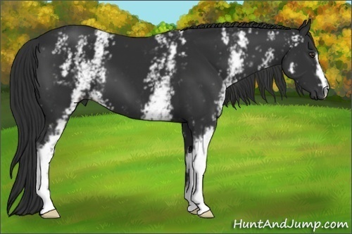 Horse Color:White Spotted Liver Chestnut 