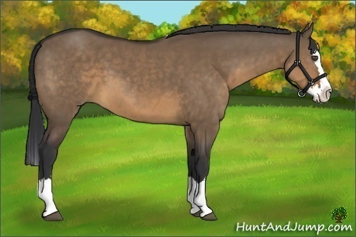Horse Color:Brown Dun Sabino Splash
