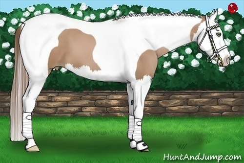 Horse Color:Black Pearl Splash Tobiano 
