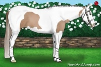 Horse Color:Black Pearl Splash Tobiano 