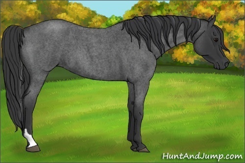 Horse Color:Blue Roan Tobiano