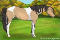 Horse Color:Buckskin Roan Tobiano 