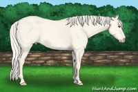 Horse Color:Cremello Dun 