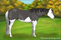 Horse Color:Black Sabino Splash
