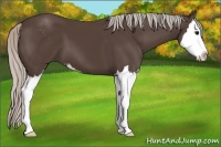 Horse Color:Silver Black Sabino Splash