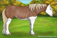 Horse Color:Chestnut Splash Rabicano 