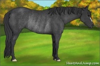 Horse Color:Black Rabicano 