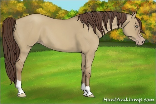 Horse Color:Classic Champagne Dun 