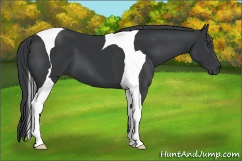 Horse Color:Black Tobiano 