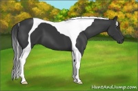 Horse Color:Black Tobiano 