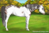Horse Color:White Spotted Bay Splash Frame Appaloosa