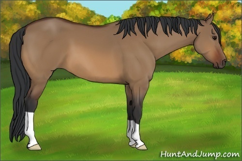 Horse Color:Bay Dun