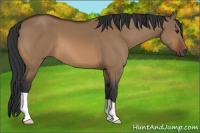 Horse Color:Bay Dun