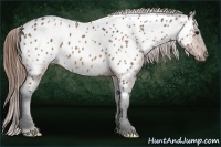 Horse Color:Buckskin Appaloosa 