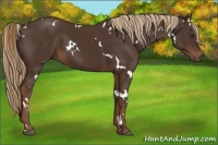 Horse Color:White Spotted Liver Chestnut 