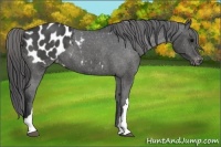 Horse Color:Black Appaloosa