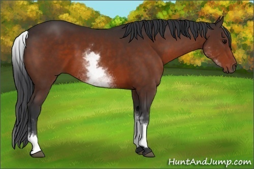 Horse Color:White Spotted Bay 