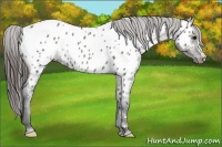 Horse Color:Grullo Appaloosa Rabicano 