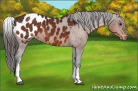 Horse Color:White Spotted Bay Appaloosa 