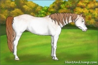 Horse Color:White Spotted Gold Champagne