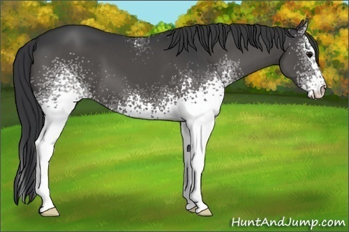 Horse Color:White Spotted Black 