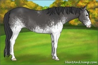 Horse Color:White Spotted Black