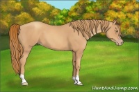 Horse Color:Gold Champagne 