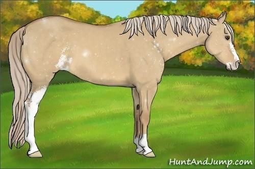 Horse Color:Palomino Dun Sabino