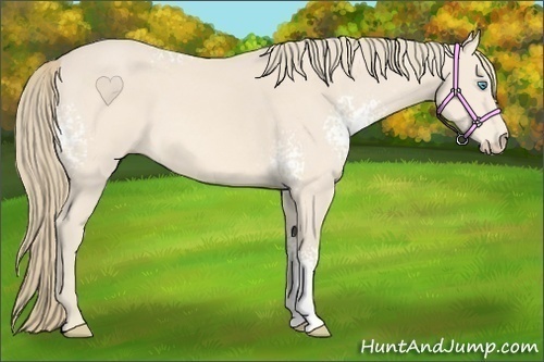 Horse Color:White Spotted Perlino 