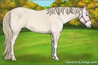 Horse Color:White Spotted Perlino 