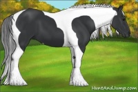 Horse Color:Black Tobiano 