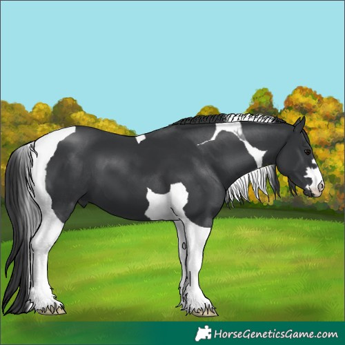 Horse Color:Black Tobiano
