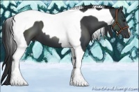 Horse Color:Black Tobiano 