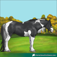 Horse Color:Black Tobiano 