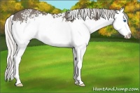 Horse Color:White Spotted Silver Smoky Black Sabino Splash