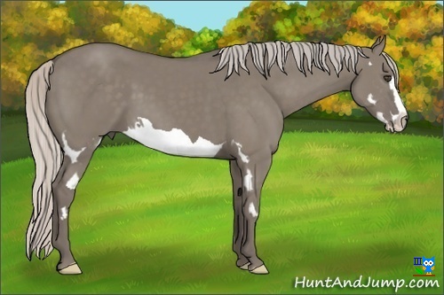 Horse Color:Silver Grullo Splash Frame