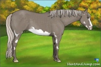 Horse Color:Silver Grullo Splash Frame 