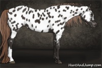 Horse Color:Liver Chestnut Appaloosa