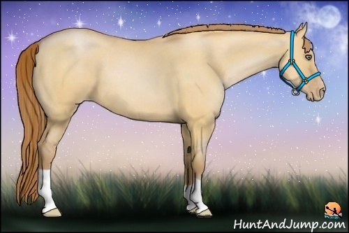 Horse Color:Bay Pearl Dun 