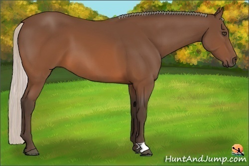 Horse Color:Silver Brown 