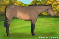 Horse Color:Buckskin Frame 
