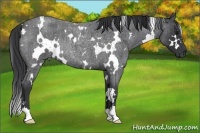 Horse Color:White Spotted Blue Roan Rabicano