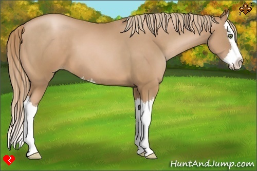 Horse Color:Chestnut Pearl Sabino Splash 