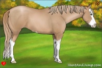 Horse Color:Chestnut Pearl Sabino Splash 