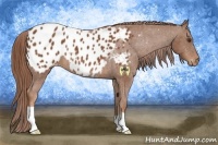 Horse Color:Chestnut Appaloosa 