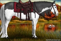 Horse Color:Smoky Black Splash Rabicano