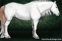 Horse Color:Bay Dun Splash Appaloosa