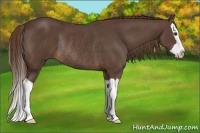 Horse Color:Liver Chestnut Splash Rabicano 